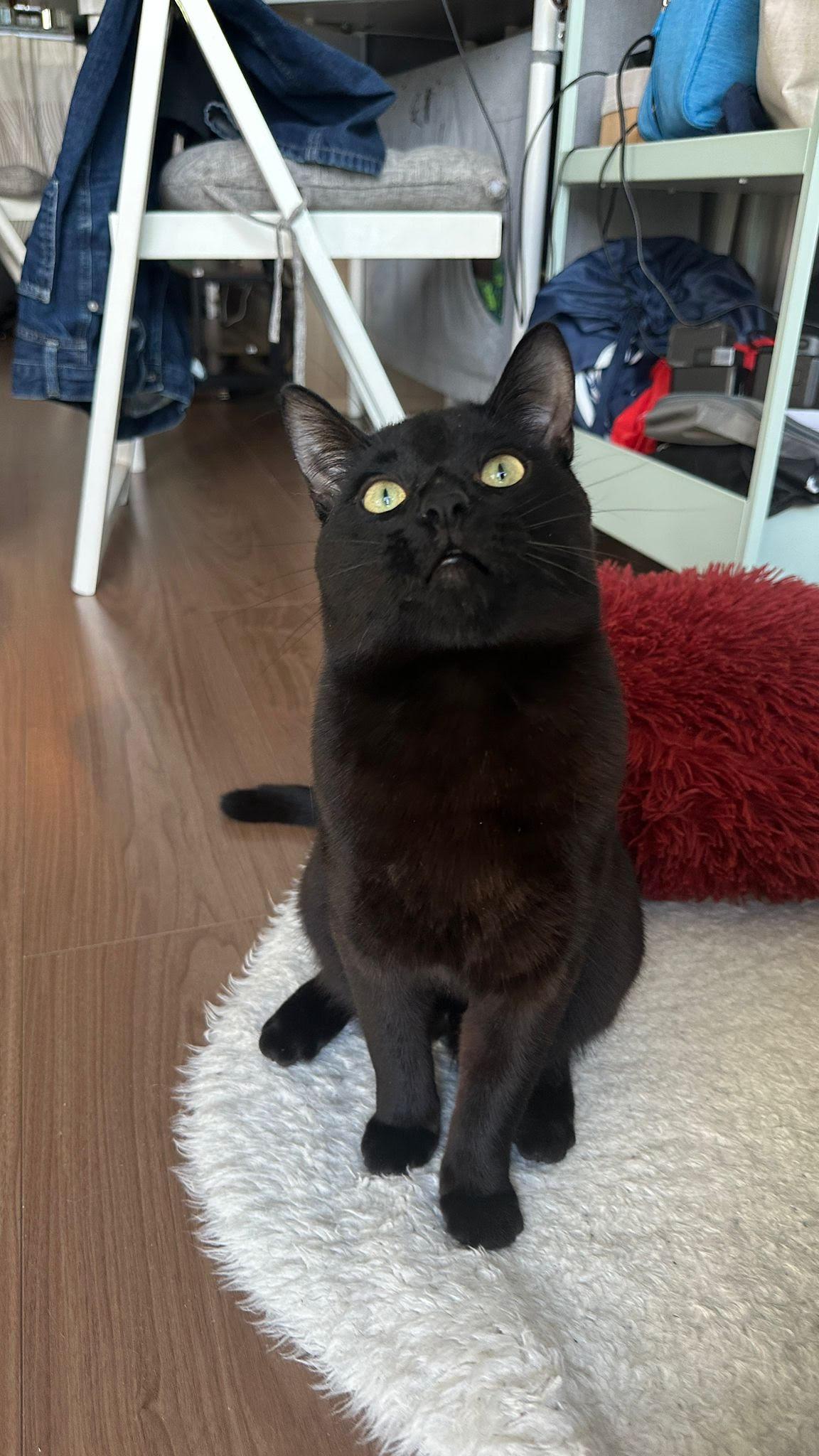Little Boy, a ADOPTABLE Domestic Short Hair in Scarborough, ON image 3/3