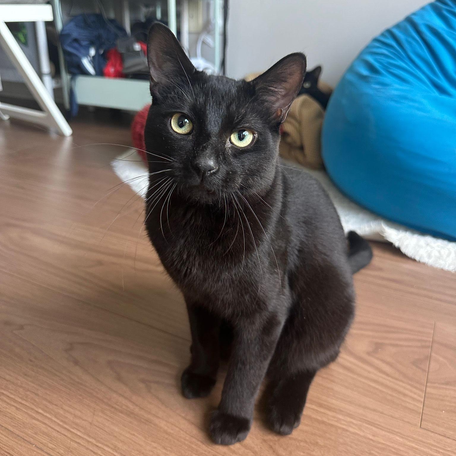 Little Boy, ADOPTABLE, Young Male Domestic Short Hair.