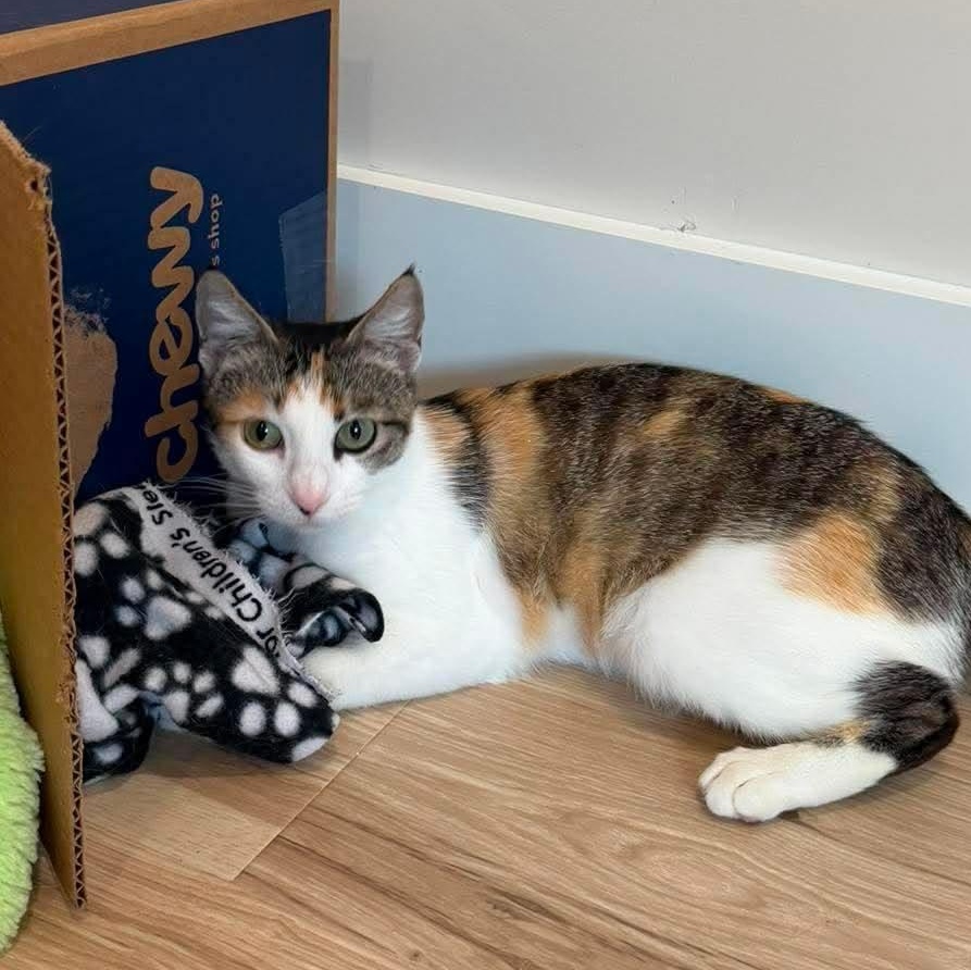 Sweet Potato Pie, an adoptable mixed breed in Santa Clara, CA image 1/6