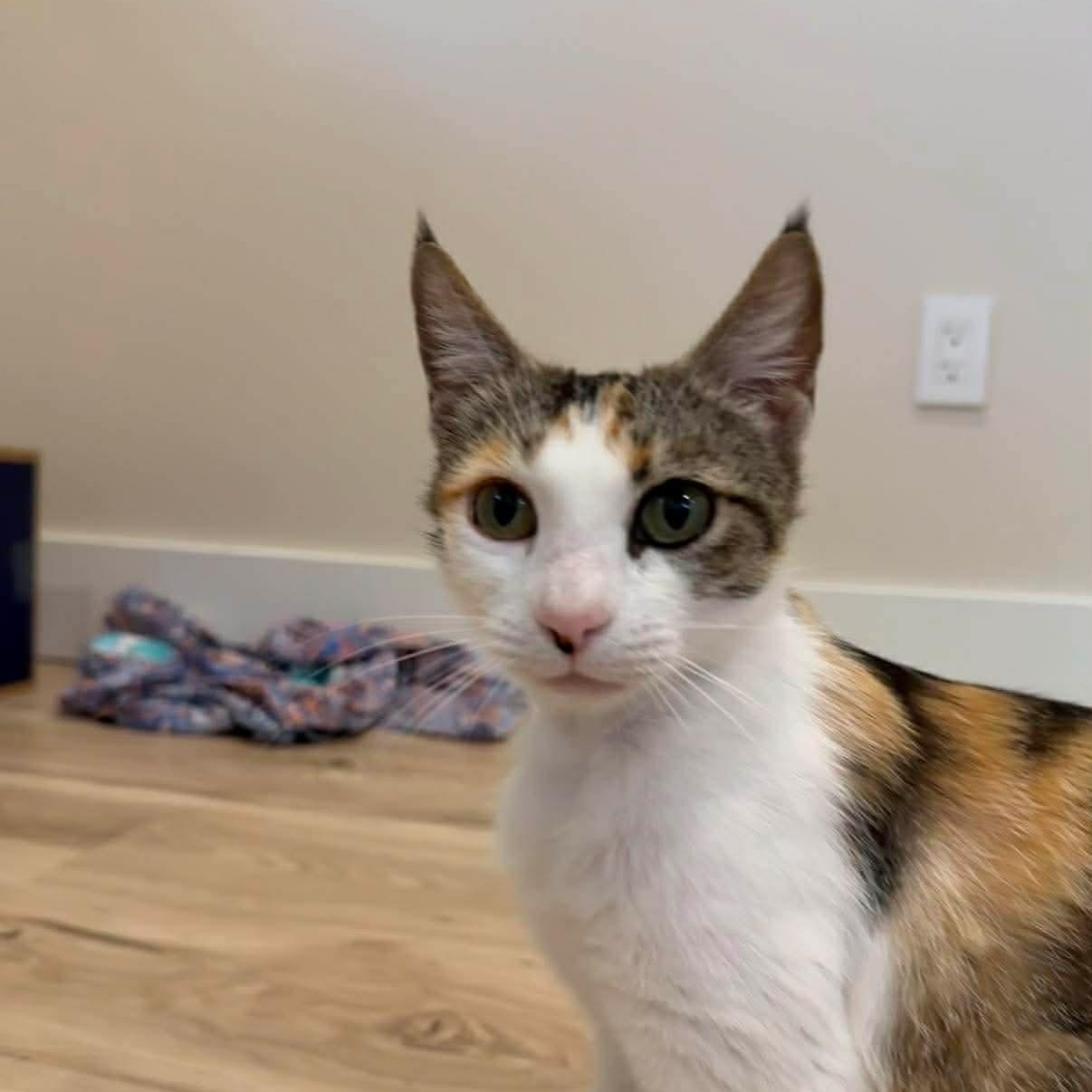Sweet Potato Pie, an adoptable mixed breed in Santa Clara, CA image 3/6