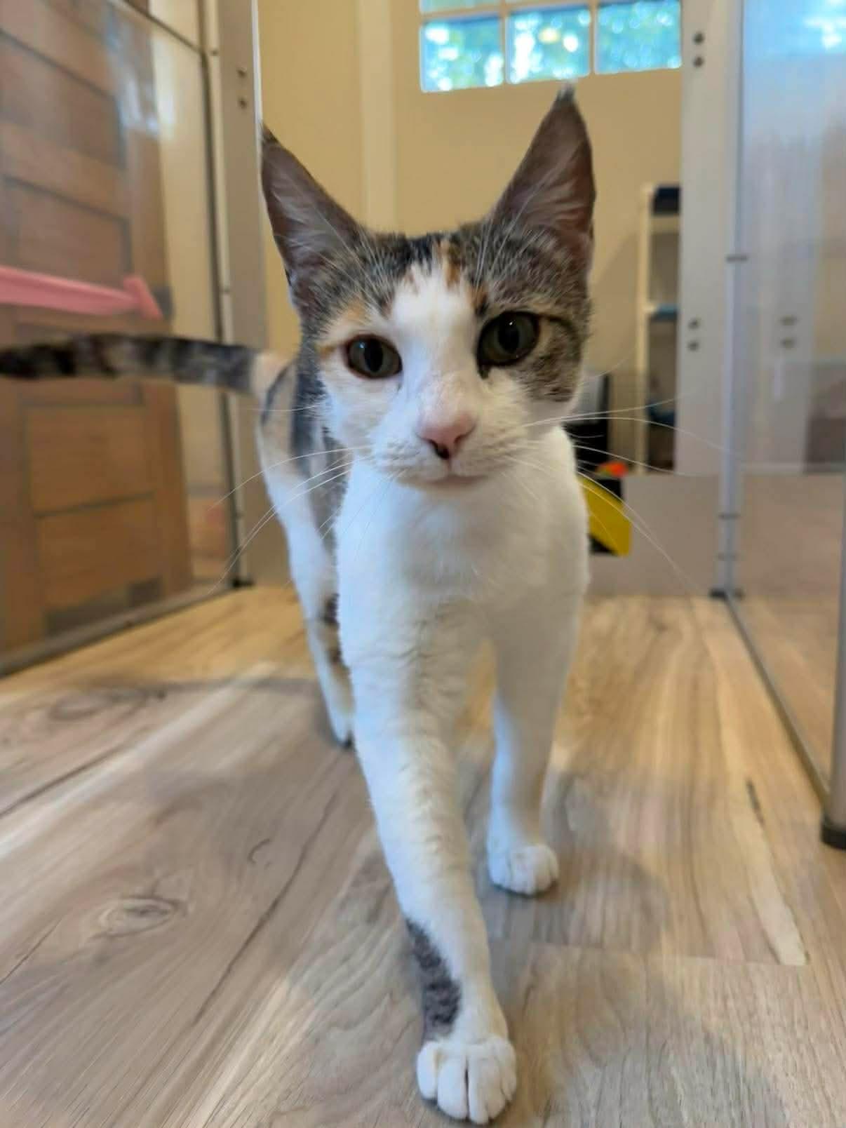 Sweet Potato Pie, an adoptable mixed breed in Santa Clara, CA image 2/6