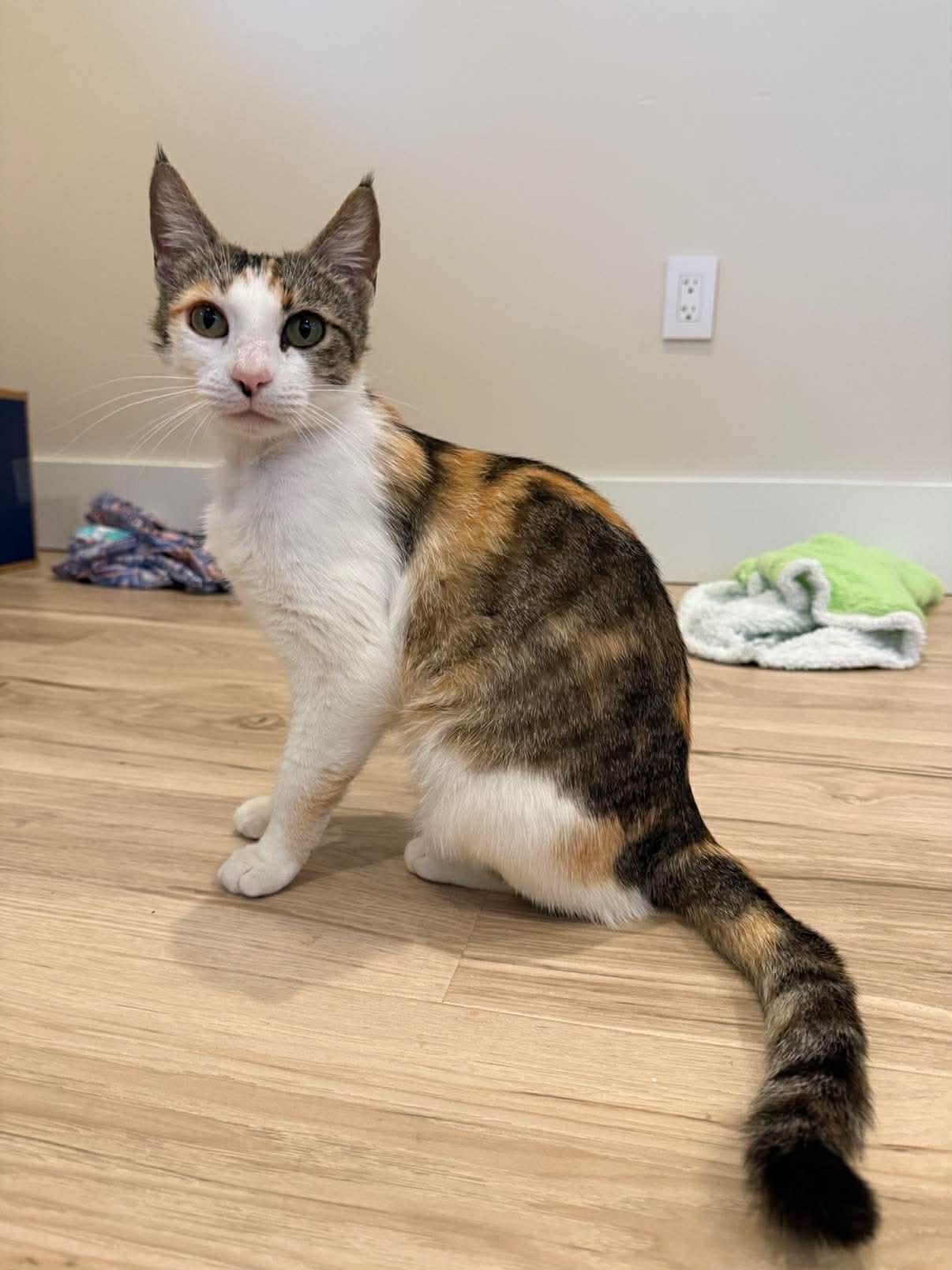 Sweet Potato Pie, an adoptable mixed breed in Santa Clara, CA image 4/6