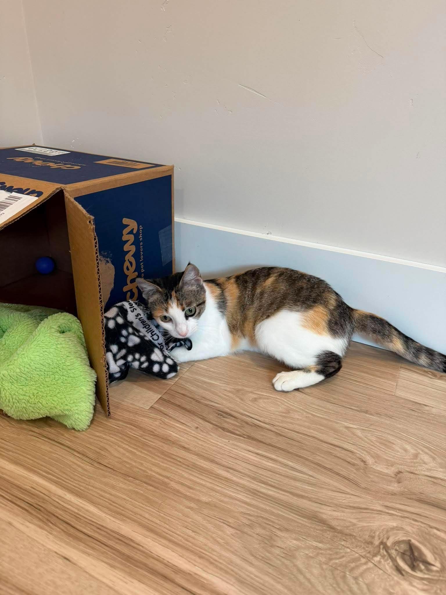 Sweet Potato Pie, an adoptable mixed breed in Santa Clara, CA image 6/6