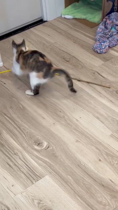 Enlarge Sweet Potato Pie, an adoptable mixed breed in Santa Clara, CA video 5/6