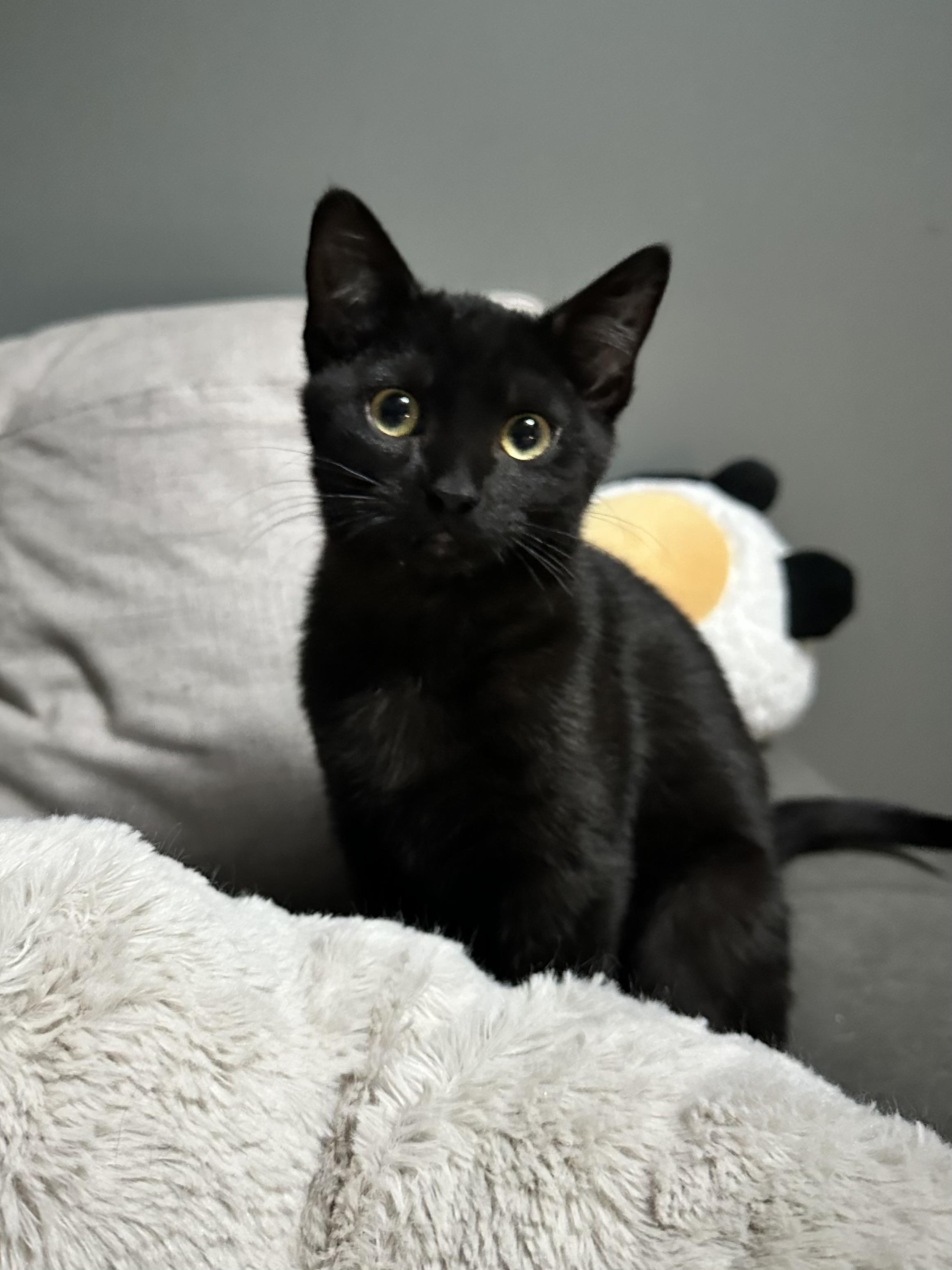 Glenna, ADOPTABLE, Kitten Female Domestic Short Hair.