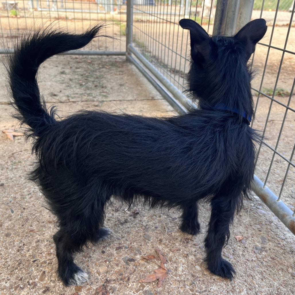 Enlarge Gumdrop, a Adoptable mixed breed in Clarksville, AR image 1/6