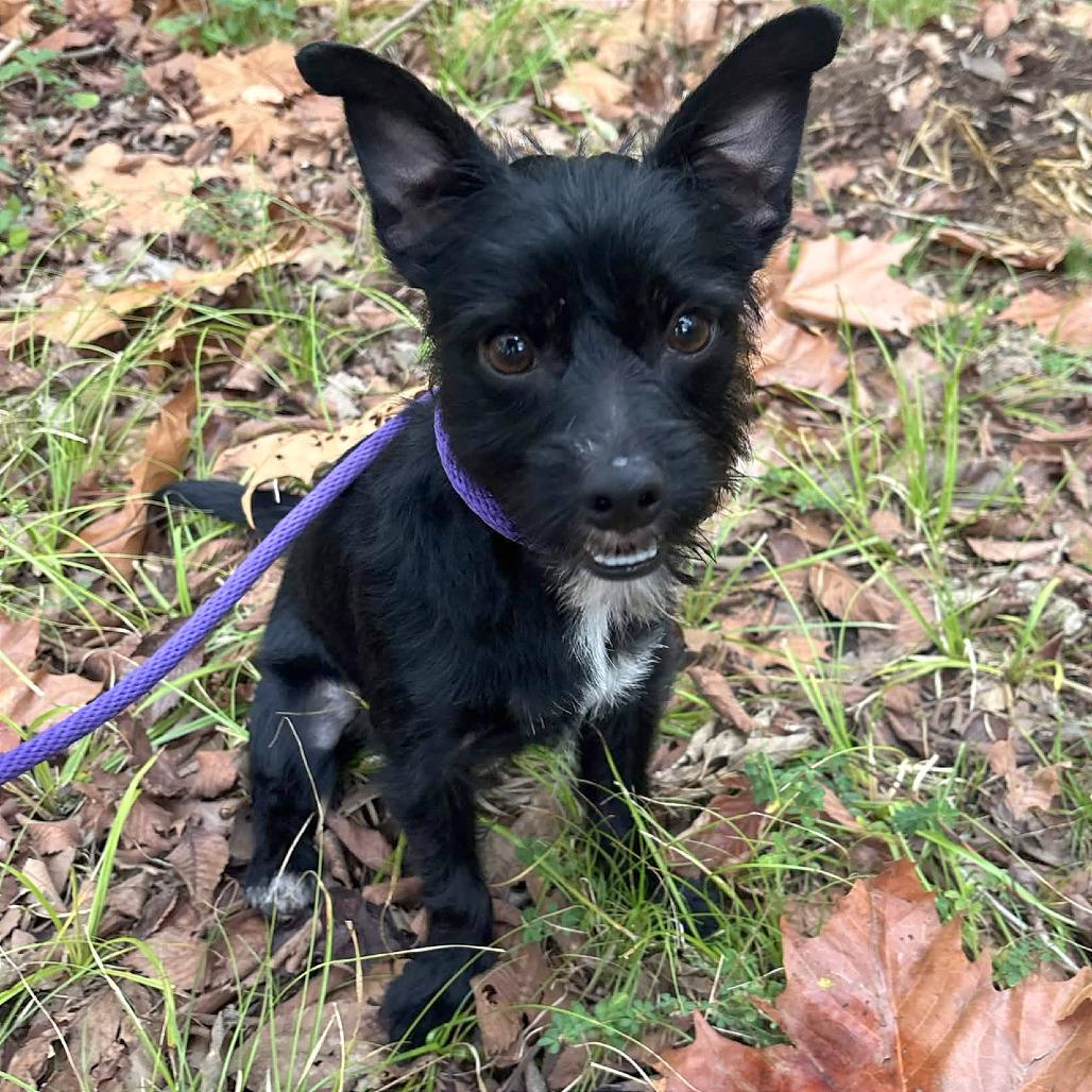 Enlarge Gumdrop, a Adoptable mixed breed in Clarksville, AR image 3/6