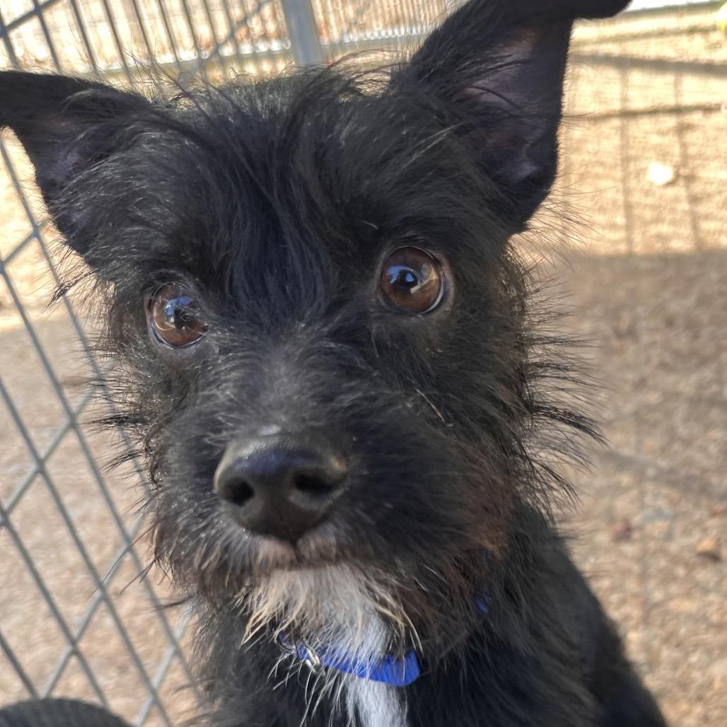 Enlarge Gumdrop, a Adoptable mixed breed in Clarksville, AR image 4/6