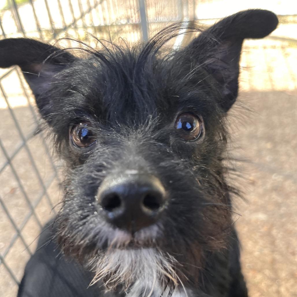 Enlarge Gumdrop, a Adoptable mixed breed in Clarksville, AR image 5/6
