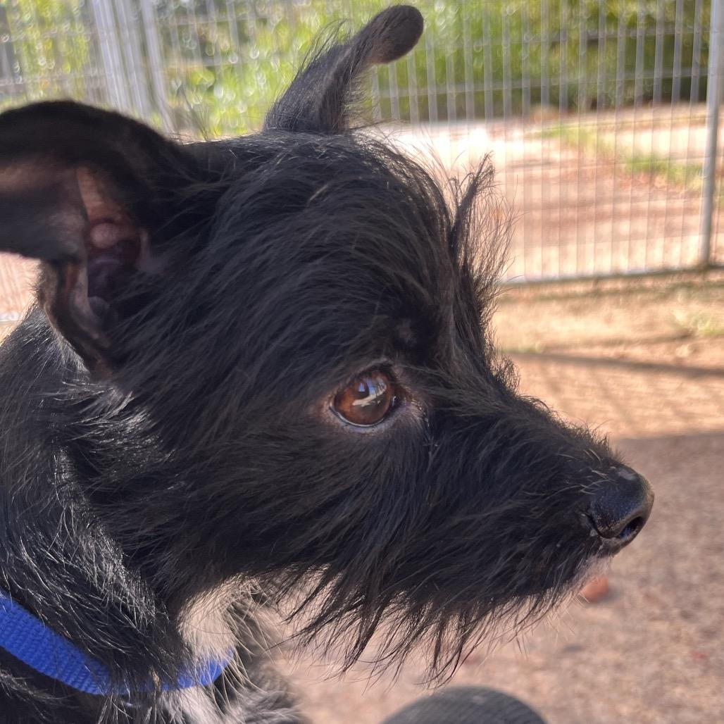 Enlarge Gumdrop, a Adoptable mixed breed in Clarksville, AR image 6/6