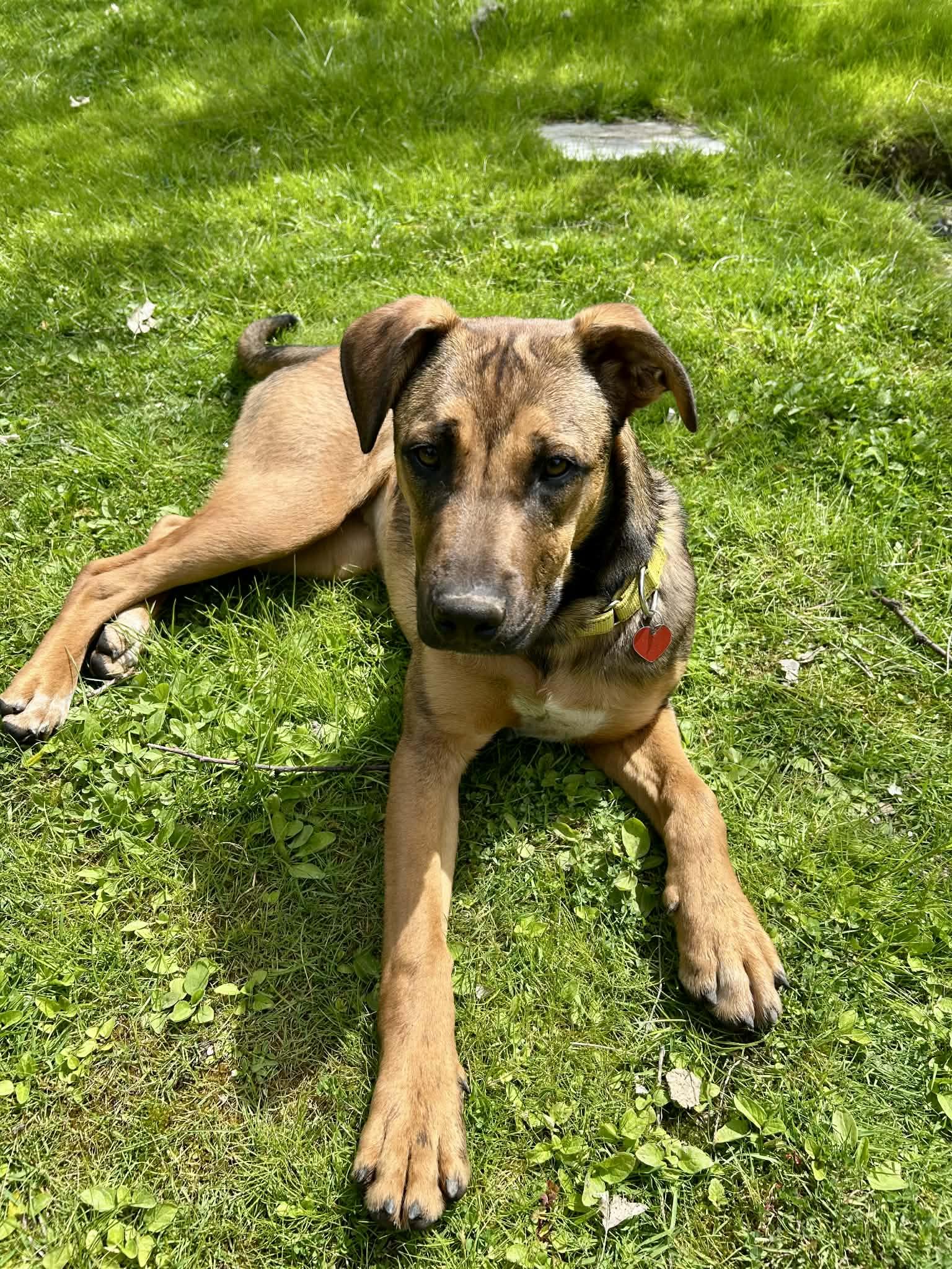 Willa, adoptable, Puppy Female Shepherd & Labrador Retriever.