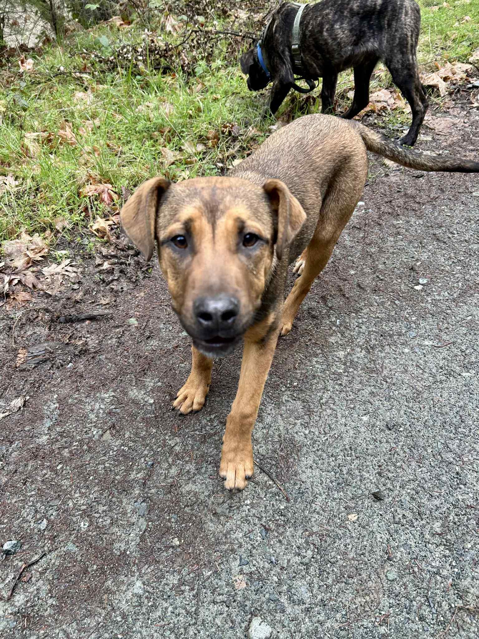 Enlarge Willa, an adoptable mixed breed in Grants Pass, OR image 5/5
