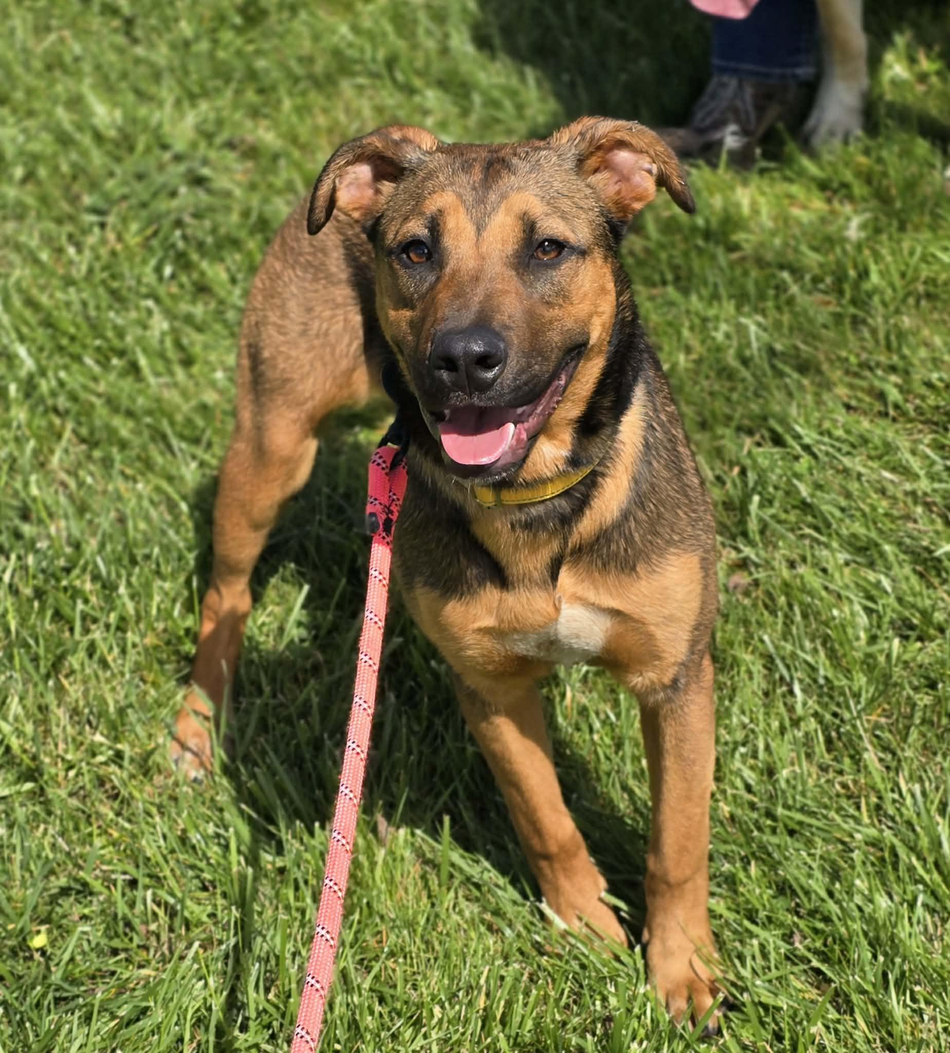 Willa, adoptable, Puppy Female Shepherd & Labrador Retriever.