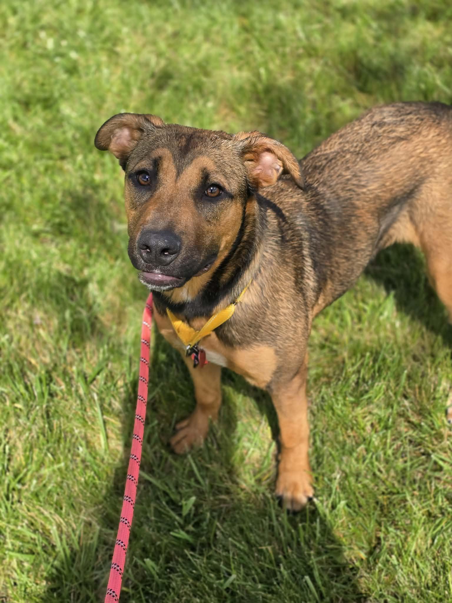 Enlarge Willa, an adoptable mixed breed in Grants Pass, OR image 3/5