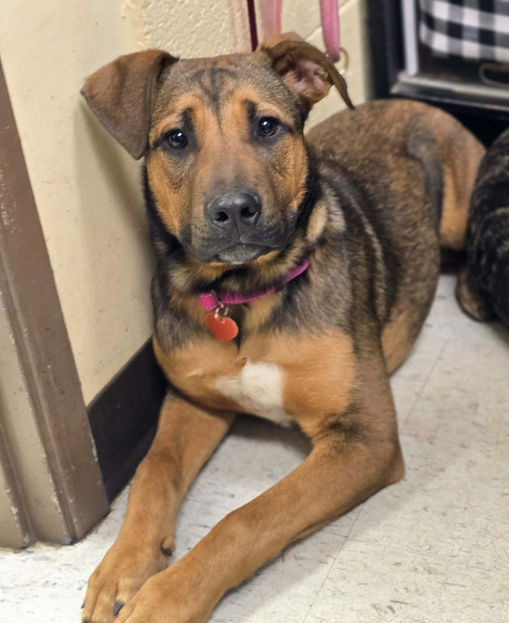 Enlarge Willa, an adoptable mixed breed in Grants Pass, OR image 4/5