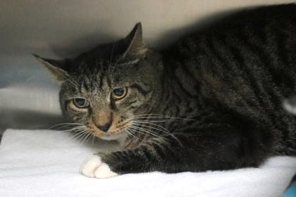 Mittens, Adoptable, Adult Male Domestic Short Hair & Domestic Short Hair.