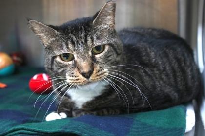 Enlarge Mittens, a Adoptable Domestic Short Hair in Brunswick, GA image 2/2