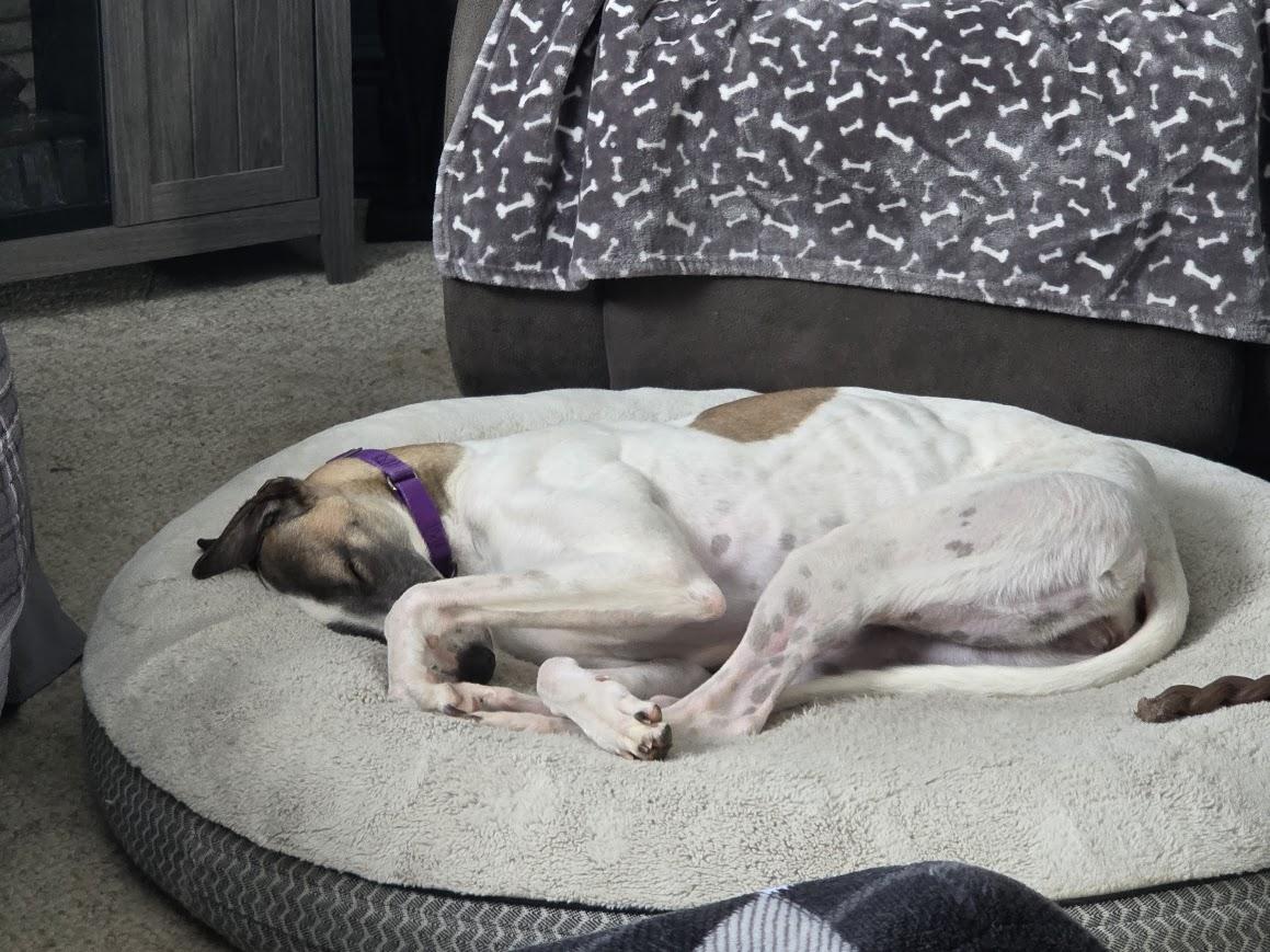 Enlarge Hadley, an adopted Greyhound in Goshen, IN image 3/4
