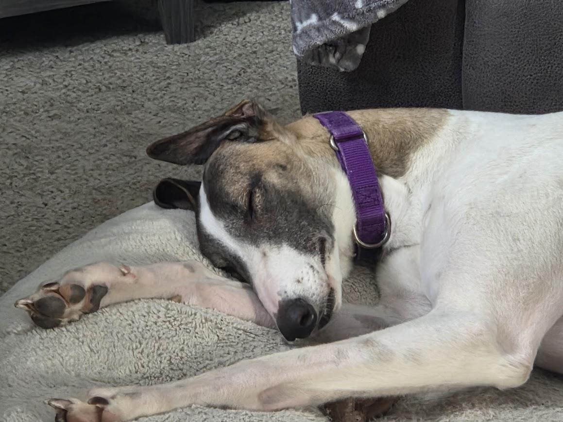 Enlarge Hadley, an adopted Greyhound in Goshen, IN image 4/4