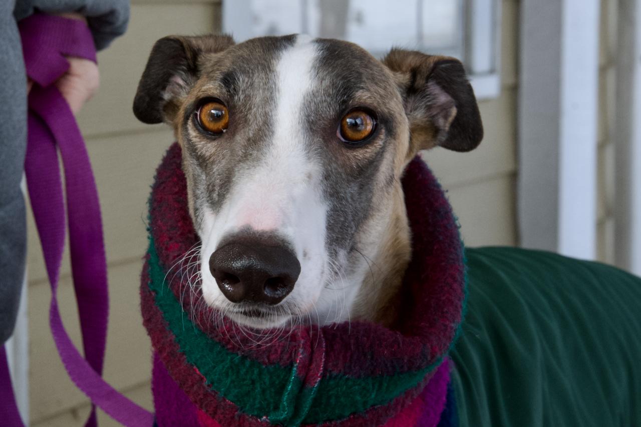Enlarge Hadley, an adopted Greyhound in Goshen, IN image 2/4