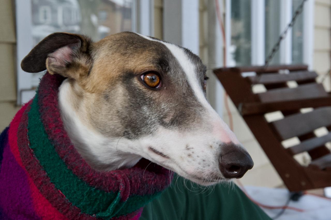 Enlarge Hadley, an adopted Greyhound in Goshen, IN image 1/4