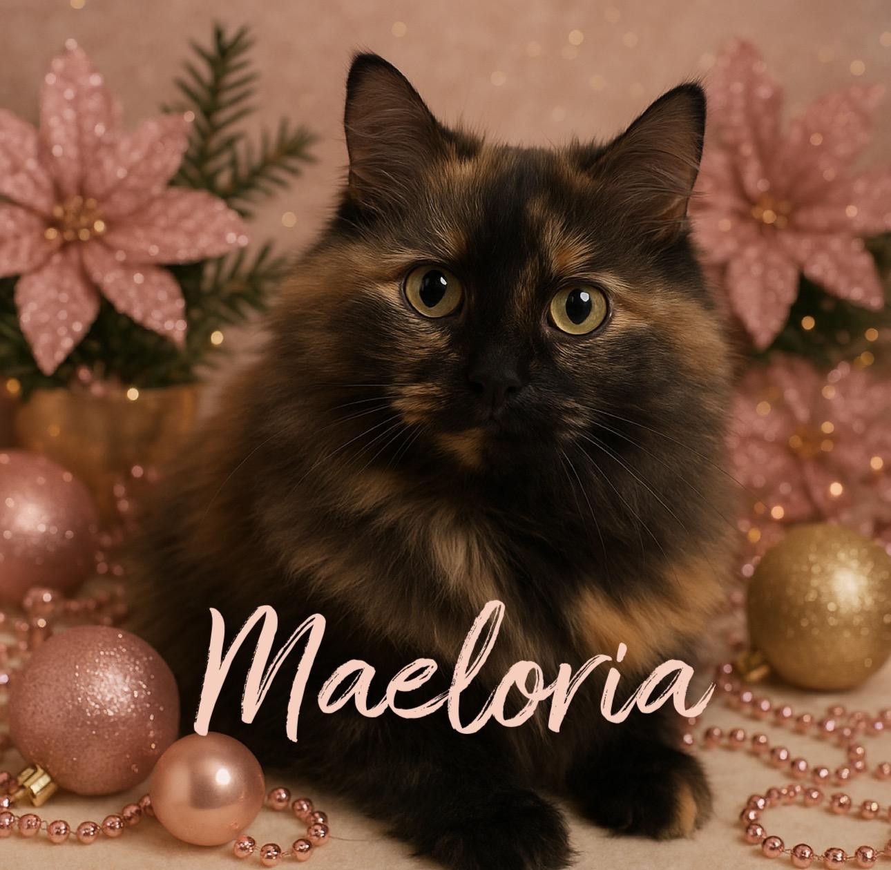 Enlarge Maeloria, a ADOPTABLE Domestic Medium Hair in West Pittston, PA image 2/2