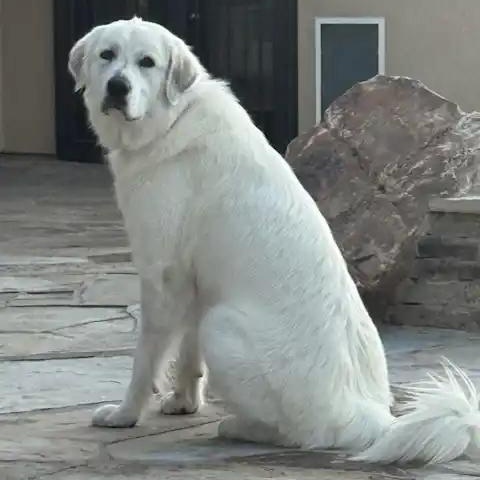 Enlarge Calla Lily, a ADOPTABLE Great Pyrenees in Mesa, AZ image 4/6