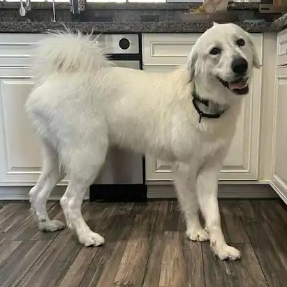 Enlarge Calla Lily, a ADOPTABLE Great Pyrenees in Mesa, AZ image 1/6