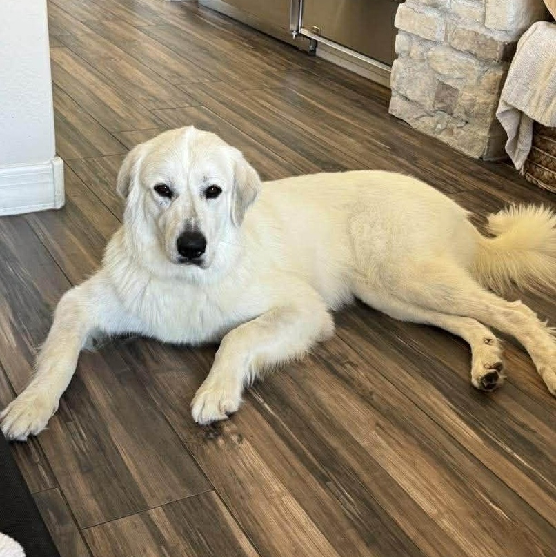 Enlarge Calla Lily, a ADOPTABLE Great Pyrenees in Mesa, AZ image 3/6