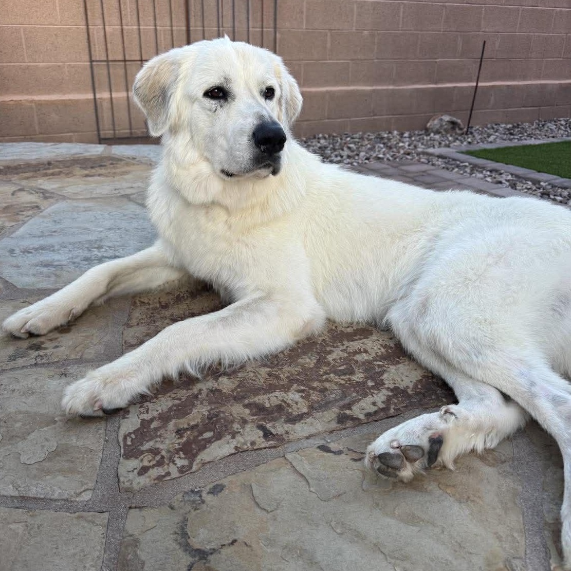 Enlarge Calla Lily, a ADOPTABLE Great Pyrenees in Mesa, AZ image 5/6