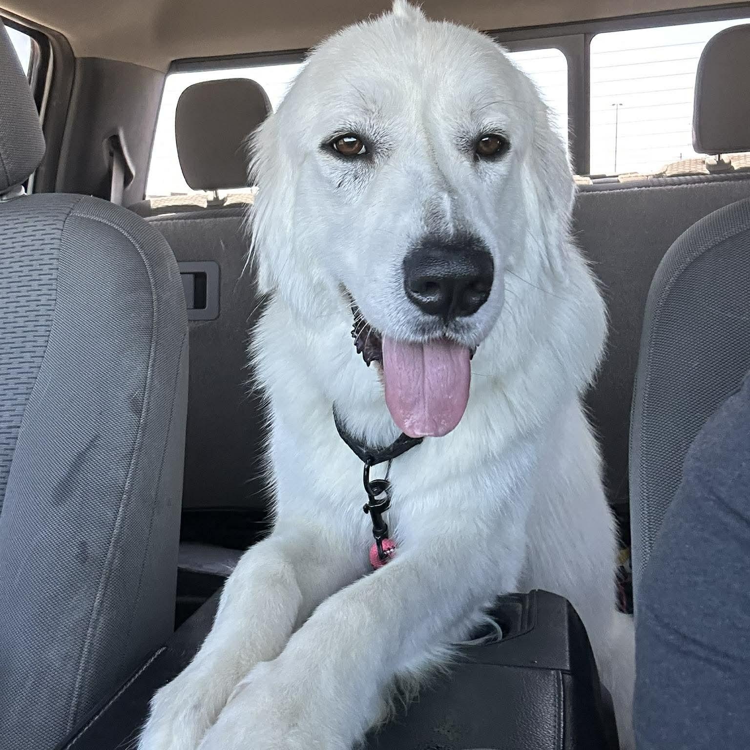 Enlarge Calla Lily, a ADOPTABLE Great Pyrenees in Mesa, AZ image 2/6