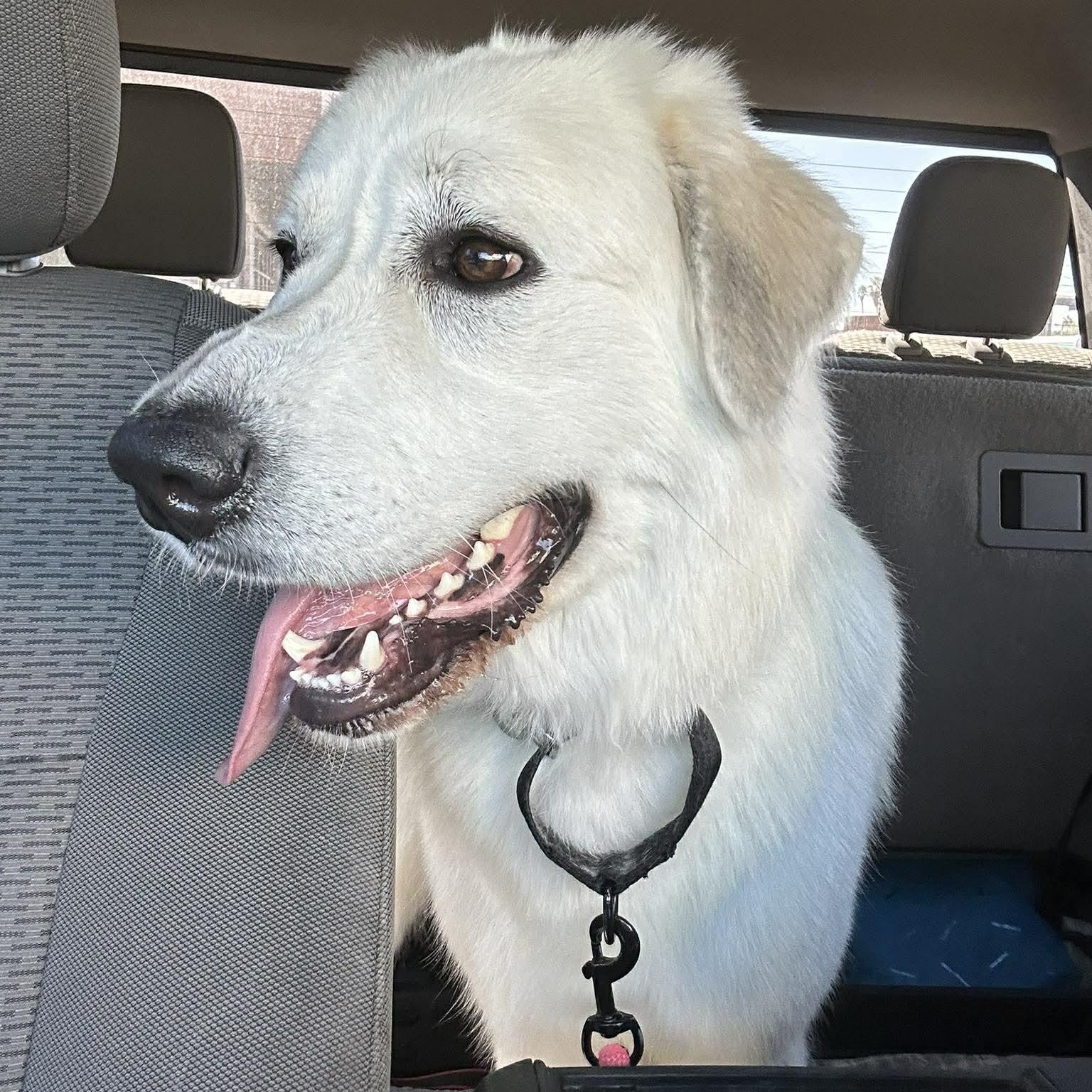 Enlarge Calla Lily, a ADOPTABLE Great Pyrenees in Mesa, AZ image 6/6