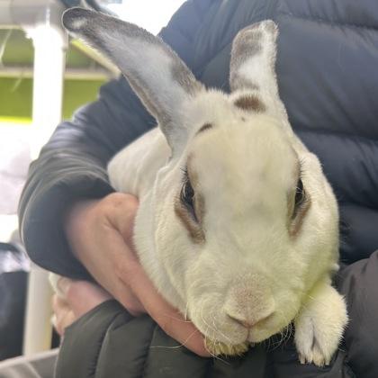 Marilyn Bun-roe, Adoptable, Adult Female Bunny Rabbit.