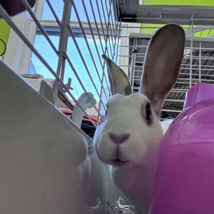 Marilyn Bun-roe, Adoptable, Adult Female Bunny Rabbit.