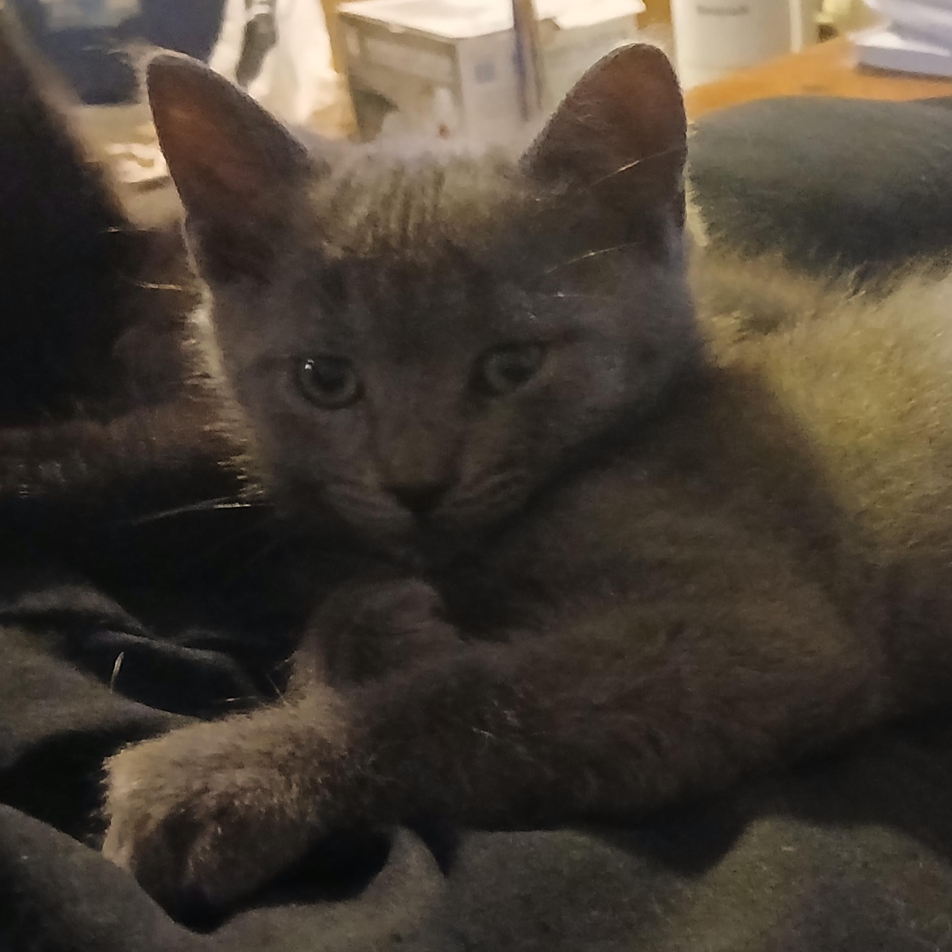 Enlarge TOAD, an adopted Domestic Short Hair in Tillsonburg, ON image 1/4