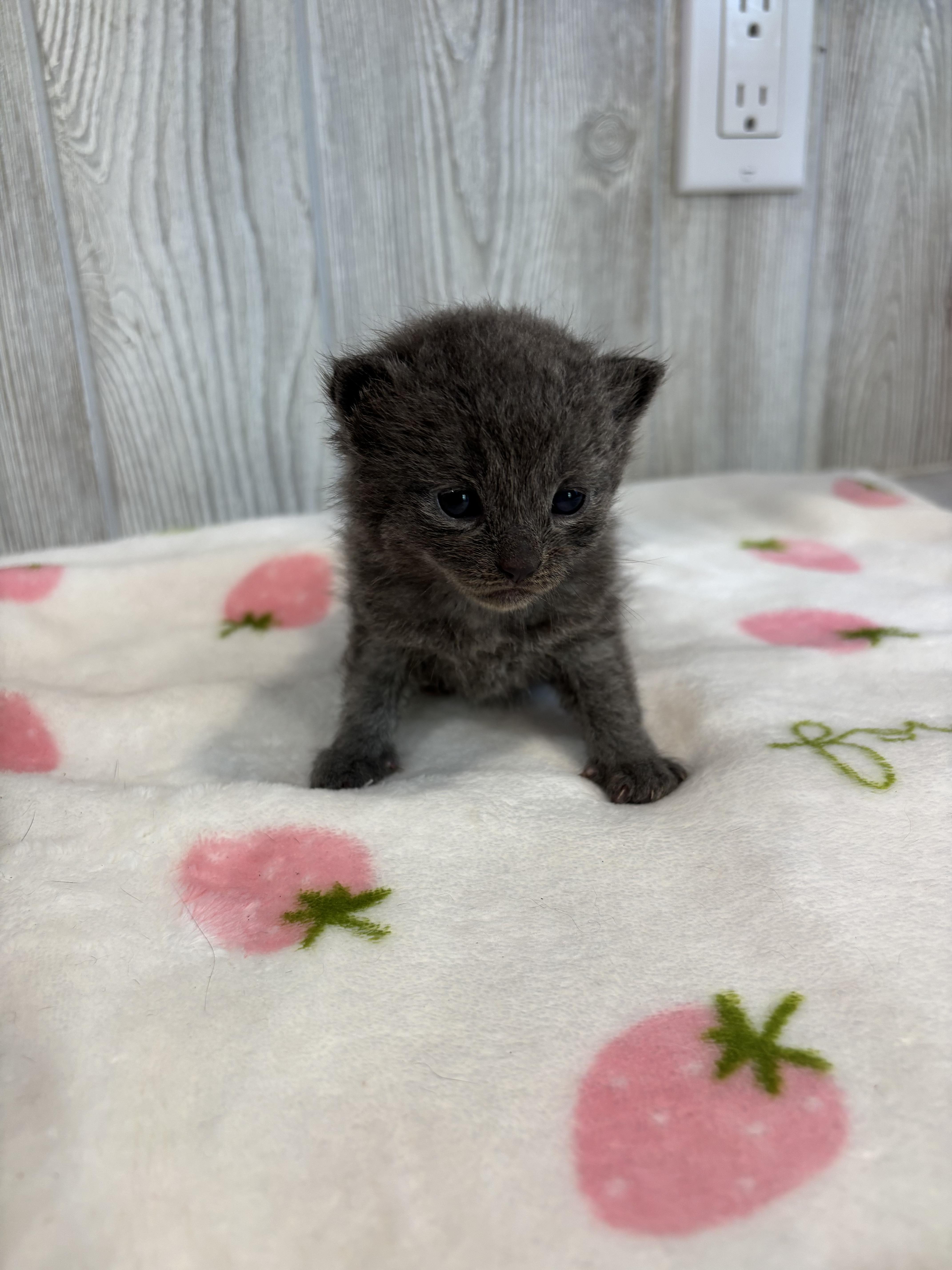 Enlarge TOAD, an adopted Domestic Short Hair in Tillsonburg, ON image 3/4