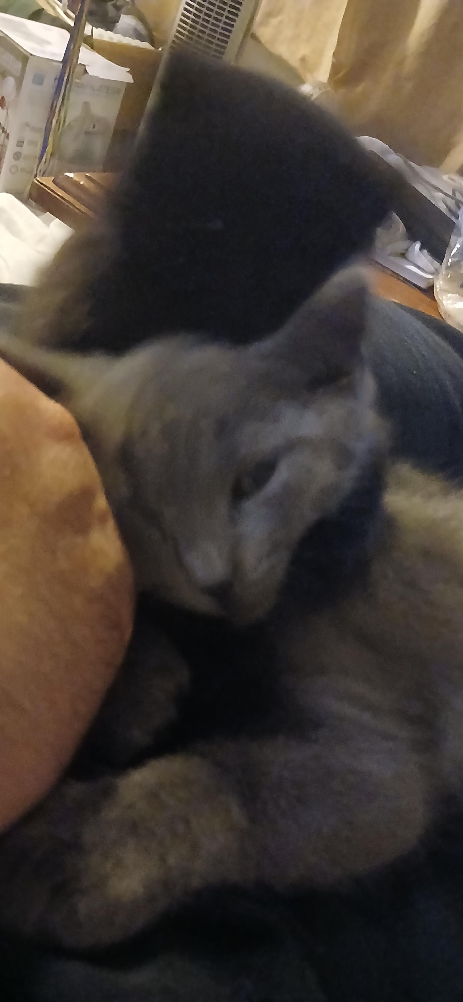 Enlarge TOAD, an adopted Domestic Short Hair in Tillsonburg, ON image 2/4