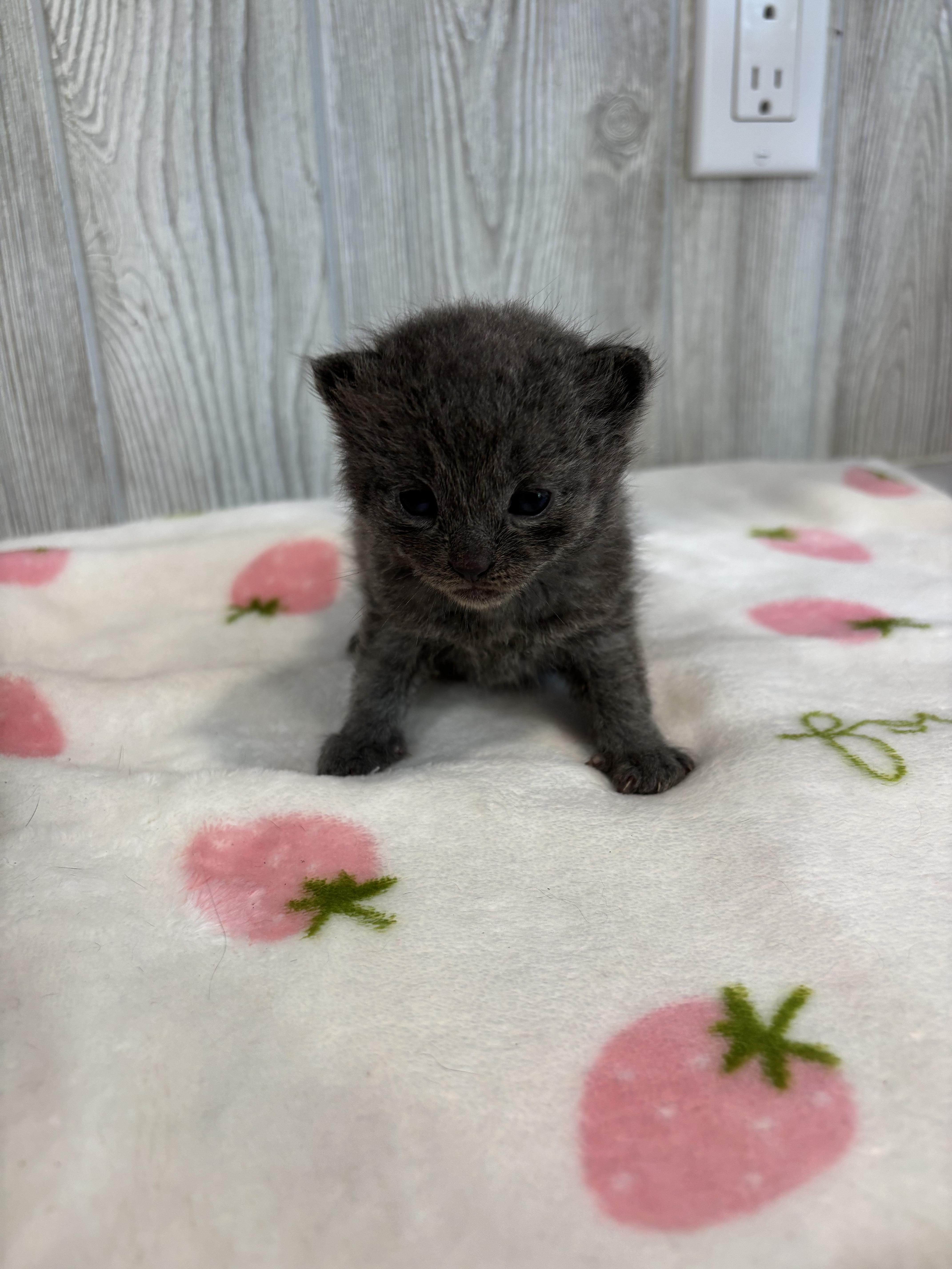 Enlarge TOAD, an adopted Domestic Short Hair in Tillsonburg, ON image 4/4