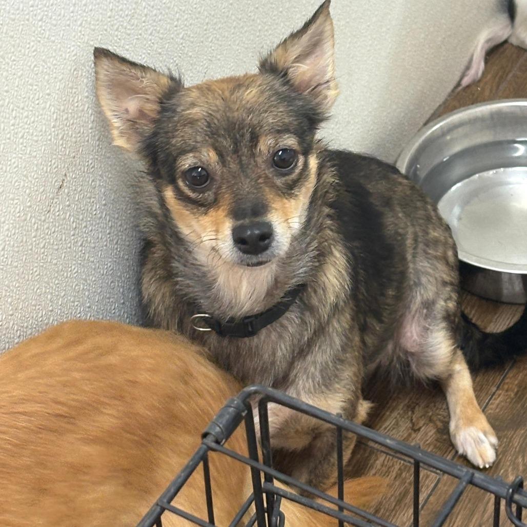 Enlarge Foxy, a ADOPTABLE Chihuahua in Marble Falls, TX image 1/1