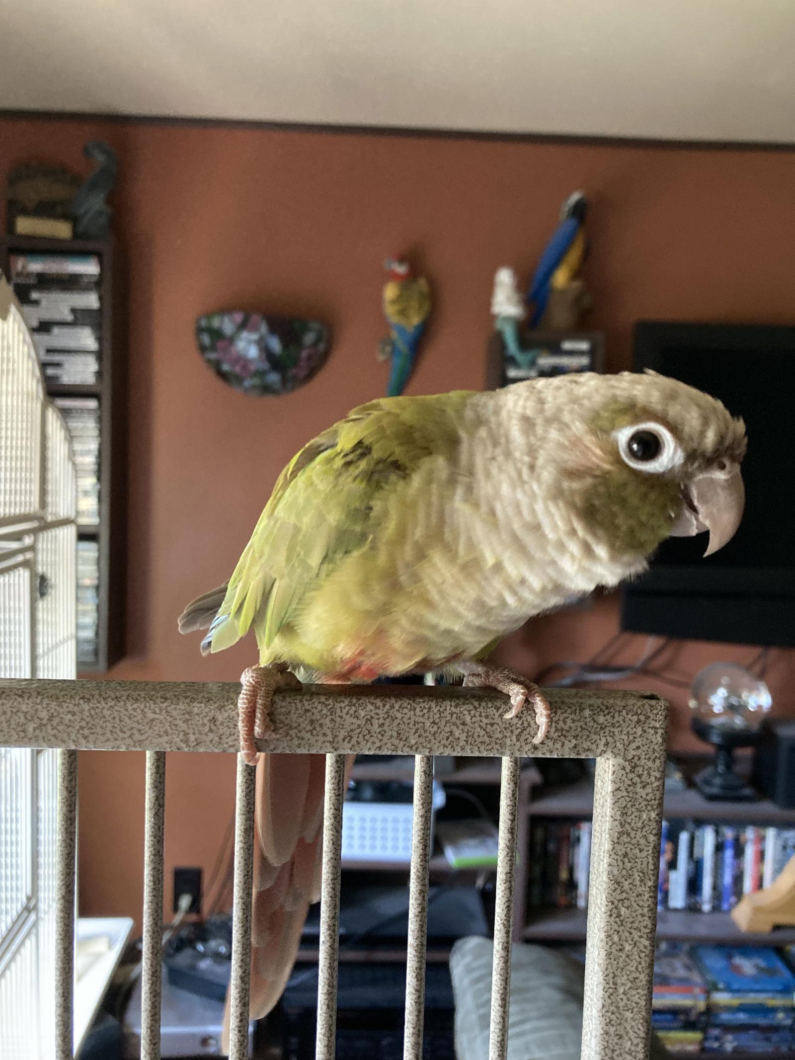 Marley and Tequila, Adopted, Adult Male Conure & Budgie / Budgerigar.