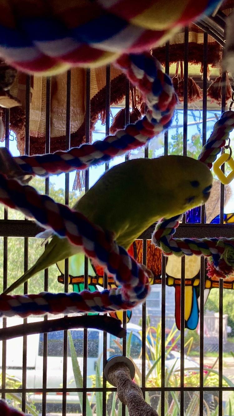 Enlarge Marley and Tequila, a Adopted mixed breed in Belford, NJ image 2/3