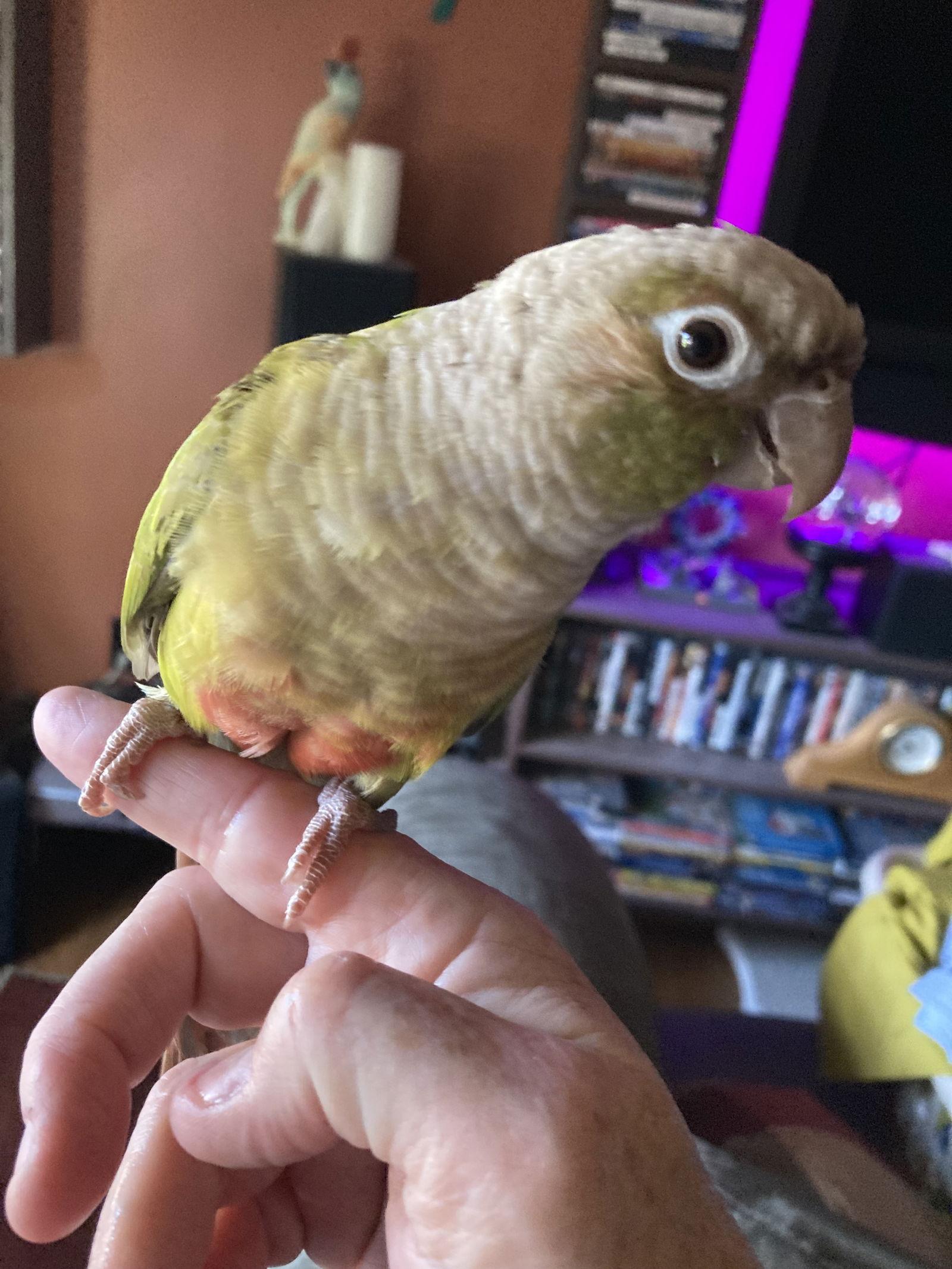 Enlarge Marley and Tequila, a Adopted mixed breed in Belford, NJ image 3/3