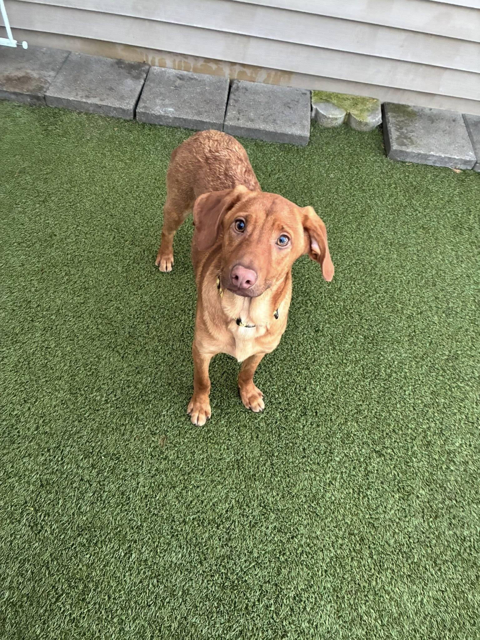 That Guy, ADOPTABLE, Young Male Labrador Retriever.