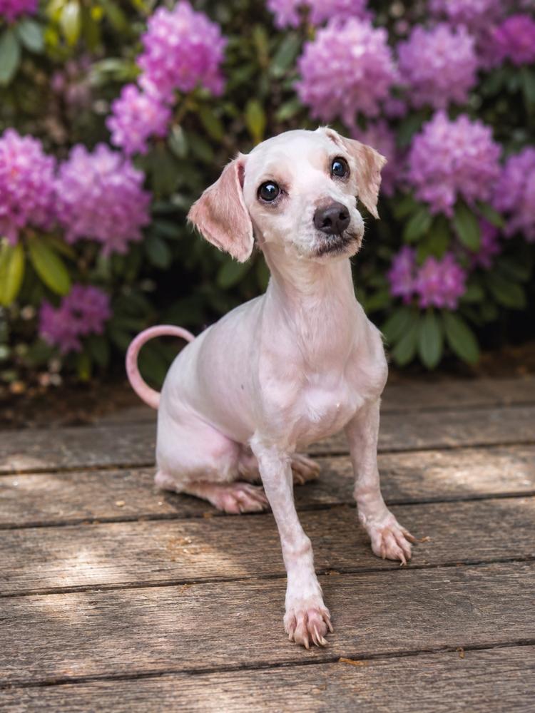 Enlarge Skippy, a Adoptable mixed breed in Oakland, MI image 2/3
