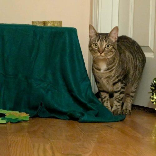 Impala, a Adoptable Domestic Short Hair in Toms River, NJ image 1/6