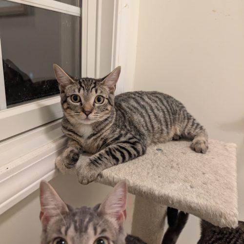 Impala, a Adoptable Domestic Short Hair in Toms River, NJ image 2/6