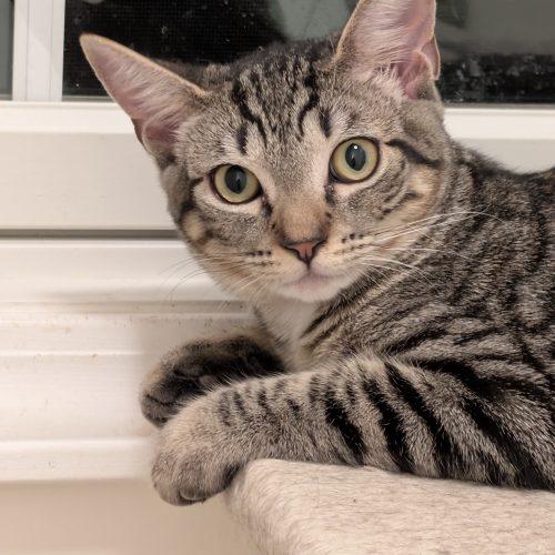 Impala, a Adoptable Domestic Short Hair in Toms River, NJ image 3/6
