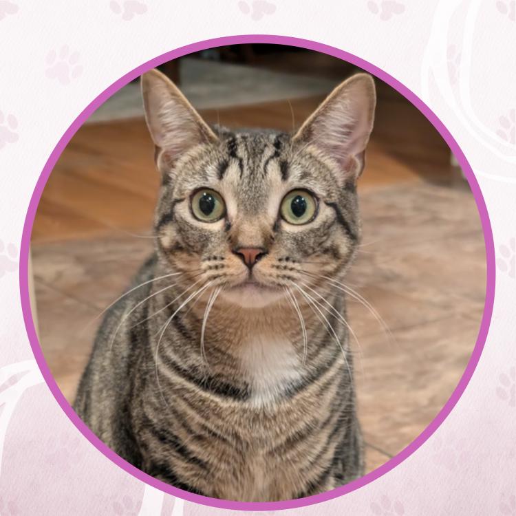 Impala, a Adoptable Domestic Short Hair in Toms River, NJ image 4/6