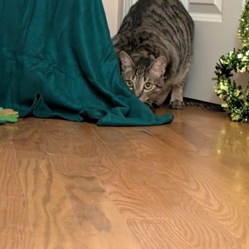 Impala, a Adoptable Domestic Short Hair in Toms River, NJ image 5/6