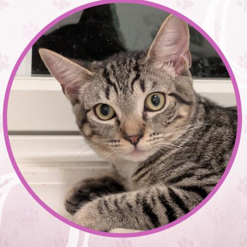 Impala, a Adoptable Domestic Short Hair in Toms River, NJ image 6/6